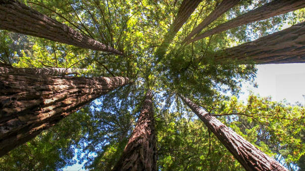 Best Tree Risk Assessment  in Livermore, CA
