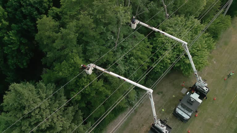 How Our Tree Care Process Works  in  Livermore, CA