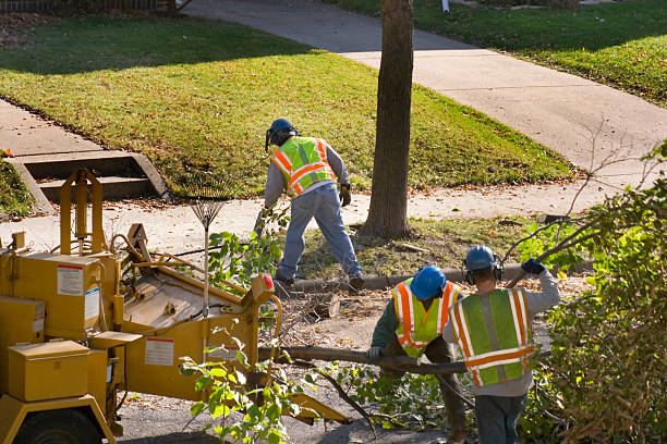 Professional Tree Removal in Livermore, CA